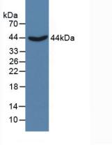 CTH / Cystathionase Antibody - Western Blot; Sample: Porcine Liver Tissue.