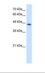 CTH / Cystathionase Antibody - HepG2 cell lysate. Antibody concentration: 2.5 ug/ml. Gel concentration: 12%.  This image was taken for the unconjugated form of this product. Other forms have not been tested.