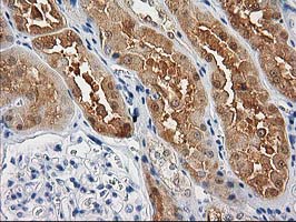 CTH / Cystathionase Antibody - IHC of paraffin-embedded Human Kidney tissue using anti-CTH mouse monoclonal antibody. (Heat-induced epitope retrieval by 10mM citric buffer, pH6.0, 100C for 10min).