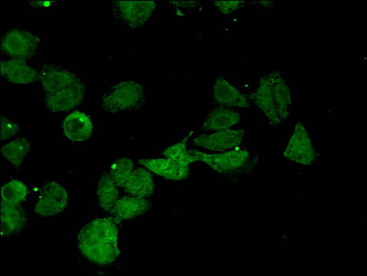 CTH / Cystathionase Antibody - Immunofluorescent analysis of HepG2 cells using CTH Antibody at a dilution of 1:100 and Alexa Fluor 488-congugated AffiniPure Goat Anti-Rabbit IgG(H+L)