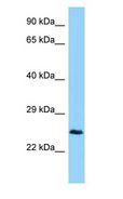 CTHRC1 Antibody - CTHRC1 antibody Western Blot of Mouse Brain.  This image was taken for the unconjugated form of this product. Other forms have not been tested.