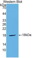 CTLA4 / CD152 Antibody - Western Blot; Sample: Recombinant protein.
