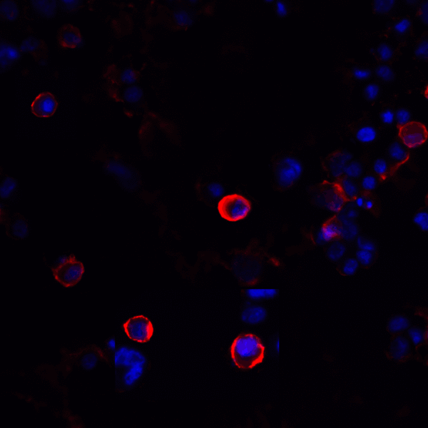 CTLA4 / CD152 Antibody - Immunofluorescence of CTLA-4 in transfected HEK293 cells with CTLA-4 antibody at 20 ug/mL. Red: CTLA4 Antibody [1E6] Blue: DAPI staining