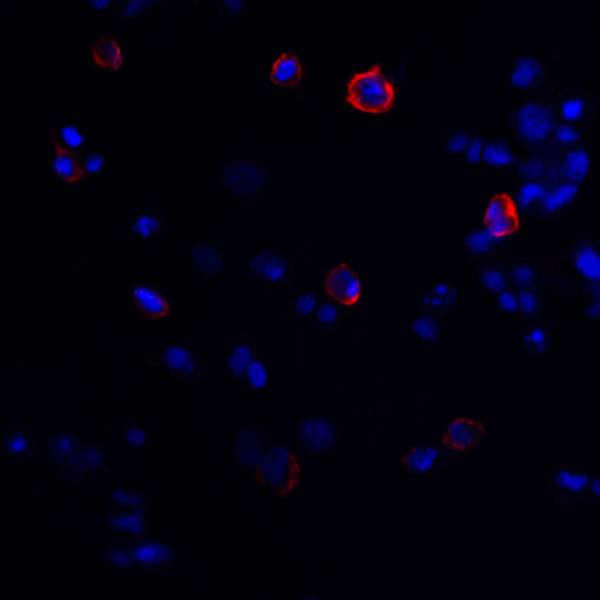 CTLA4 / CD152 Antibody - Immunofluorescence of CTLA-4 in transfected HEK293 cells with CTLA-4 antibody at 20 ug/mL. Red: CTLA4 Antibody [2G10] Blue: DAPI staining