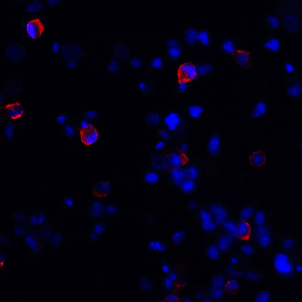 CTLA4 / CD152 Antibody - Immunofluorescence of CTLA-4 in transfected HEK293 cells with CTLA-4 antibody at 20 ug/mL. Red: CTLA4 Antibody [8A1] Blue: DAPI staining