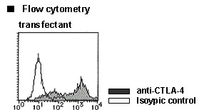 CTLA4 / CD152 Antibody