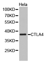 CTLA4 / CD152 Antibody - Western blot of extracts of HeLa cell lines, using CTLA4 antibody.