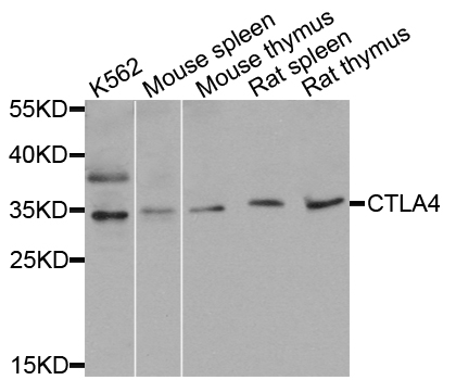 CTLA4 / CD152 Antibody - Western blot analysis of extracts of various cell lines.