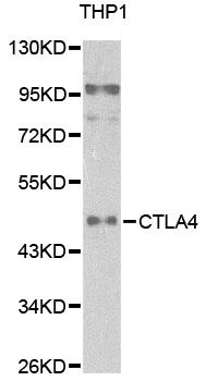 CTLA4 / CD152 Antibody - Western blot analysis of extracts of THP1 cells, using CTLA4 antibody at 1:1000 dilution. The secondary antibody used was an HRP Goat Anti-Rabbit IgG (H+L) at 1:10000 dilution. Lysates were loaded 25ug per lane and 3% nonfat dry milk in TBST was used for blocking. An ECL Kit was used for detection.