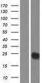 CTLA4 / CD152 Protein - Western validation with an anti-DDK antibody * L: Control HEK293 lysate R: Over-expression lysate