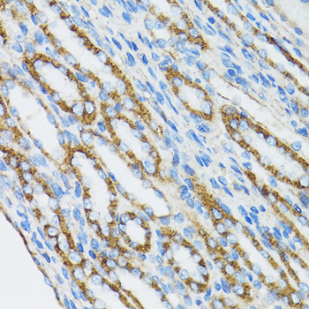 CTNNA1 / Catenin Alpha-1 Antibody - Immunohistochemistry of paraffin-embedded mouse kidney tissue.