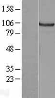 CTNNA2 / Alpha-2 Catenin Protein - Western validation with an anti-DDK antibody * L: Control HEK293 lysate R: Over-expression lysate