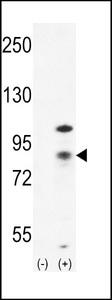 CTNNB1 / Beta Catenin Antibody - Western blot of CTNB1 (arrow) using rabbit polyclonal CTNB1 Antibody. 293 cell lysates (2 ug/lane) either nontransfected (Lane 1) or transiently transfected (Lane 2) with the CTNB1 gene.