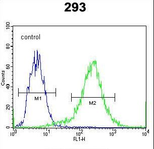 CTNNB1 / Beta Catenin Antibody - CTNNB1 Antibody flow cytometry of 293 cells (right histogram) compared to a negative control cell (left histogram). Alexa Fluor 488-conjugated donkey anti-rabbit lgG secondary antibodies were used for the analysis.