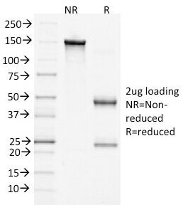 CTNNB1 / Beta Catenin Antibody - SDS-PAGE Analysis of Purified, BSA-Free Beta Catenin Antibody (clone 15B8). Confirmation of Integrity and Purity of the Antibody.