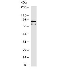 CTNNB1 / Beta Catenin Antibody - Western blot testing of human HeLa cell lysate with Beta Catenin antibody (clone 15B8). Expected molecular weight ~92 kDa.