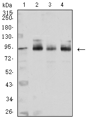 CTNNB1 / Beta Catenin Antibody - Western blot analysis using CTNNB1 mouse mAb against Hela (1), SH-SY5Y (2), NIH/3T3 (3), and HEK293(4) cell lysate.