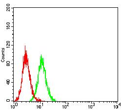 CTNNB1 / Beta Catenin Antibody - Flow cytometric analysis of K562 cells using CTNNB1 mouse mAb (green) and negative control (red).