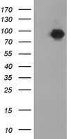 CTNNB1 / Beta Catenin Antibody - HEK293T cells were transfected with the pCMV6-ENTRY control (Left lane) or pCMV6-ENTRY CTNNB1 (Right lane) cDNA for 48 hrs and lysed. Equivalent amounts of cell lysates (5 ug per lane) were separated by SDS-PAGE and immunoblotted with anti-CTNNB1.
