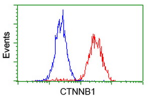 CTNNB1 / Beta Catenin Antibody - Flow cytometry of HeLa cells, using anti-CTNNB1 antibody (Red), compared to a nonspecific negative control antibody (Blue).