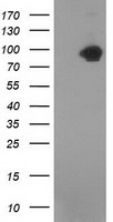 CTNNB1 / Beta Catenin Antibody - HEK293T cells were transfected with the pCMV6-ENTRY control (Left lane) or pCMV6-ENTRY CTNNB1 (Right lane) cDNA for 48 hrs and lysed. Equivalent amounts of cell lysates (5 ug per lane) were separated by SDS-PAGE and immunoblotted with anti-CTNNB1. Recomended dilution of 1:1000 - 1:2000.