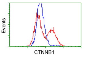 CTNNB1 / Beta Catenin Antibody - HEK293T cells transfected with either overexpress plasmid (Red) or empty vector control plasmid (Blue) were immunostained by anti-CTNNB1 antibody, and then analyzed by flow cytometry. At a dilution of 1:100.