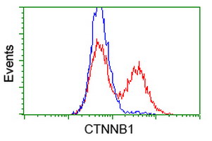 CTNNB1 / Beta Catenin Antibody - HEK293T cells transfected with either overexpress plasmid (Red) or empty vector control plasmid (Blue) were immunostained by anti-CTNNB1 antibody, and then analyzed by flow cytometry.