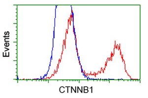 CTNNB1 / Beta Catenin Antibody - HEK293T cells transfected with either overexpress plasmid (Red) or empty vector control plasmid (Blue) were immunostained by anti-CTNNB1 antibody, and then analyzed by flow cytometry.