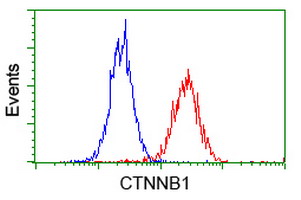 CTNNB1 / Beta Catenin Antibody - Flow cytometric Analysis of Hela cells, using anti-CTNNB1 antibody. (Red), compared to a nonspecific negative control antibody. (Blue).