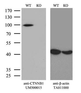CTNNB1 / Beta Catenin Antibody - Equivalent amounts of cell lysates  and CTNNB1-Knockout Hela cells  were separated by SDS-PAGE and immunoblotted with anti-CTNNB1 monoclonal antibodyThen the blotted membrane was stripped and reprobed with anti-b-actin antibody  as a loading control. (1:500)
