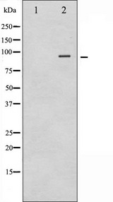 CTNNB1 / Beta Catenin Antibody - Western blot analysis of Catenin-Beta phosphorylation expression in 293 whole cells lysates. The lane on the left is treated with the antigen-specific peptide.