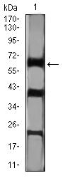 CTNNBL1 / NAP Antibody - Western blot analysis using CTNNBL1 mouse mAb against Hela (1) cell lysate.