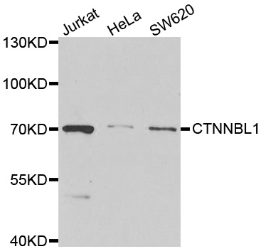 CTNNBL1 / NAP Antibody - Western blot analysis of extracts of various cell lines.