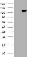 CTNND1 / p120 Catenin Antibody - HEK293T cells were transfected with the pCMV6-ENTRY control (Left lane) or pCMV6-ENTRY CTNND1 (Right lane) cDNA for 48 hrs and lysed. Equivalent amounts of cell lysates (5 ug per lane) were separated by SDS-PAGE and immunoblotted with anti-CTNND1.