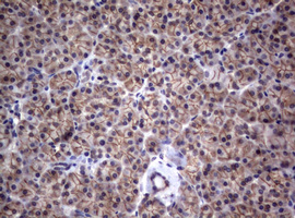 CTNND1 / p120 Catenin Antibody - IHC of paraffin-embedded Human pancreas tissue using anti-CTNND1 mouse monoclonal antibody.
