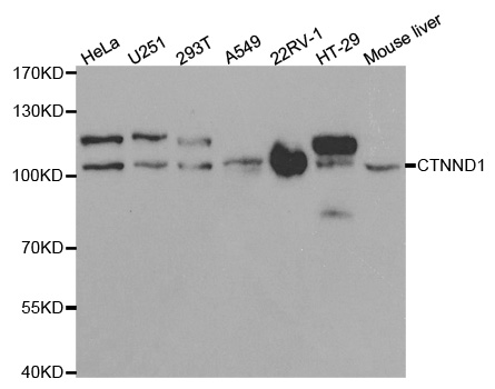 CTNND1 / p120 Catenin Antibody - Western blot analysis of extracts of various cell lines, using CTNND1 antibody at 1:1000 dilution. The secondary antibody used was an HRP Goat Anti-Rabbit IgG (H+L) at 1:10000 dilution. Lysates were loaded 25ug per lane and 3% nonfat dry milk in TBST was used for blocking.