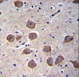 CTNND2 / Delta-2 Catenin Antibody - CTNND2 Antibody immunohistochemistry of formalin-fixed and paraffin-embedded human brain tissue followed by peroxidase-conjugated secondary antibody and DAB staining.