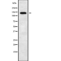 CTNND2 / Delta-2 Catenin Antibody - Western blot analysis of CTNND2 using COLO205 whole cells lysates