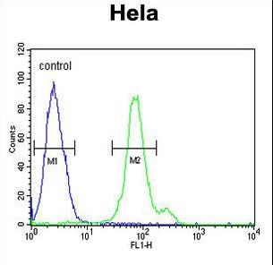CTP Synthetase 2 / CTPS2 Antibody - CTPS2 Antibody flow cytometry of HeLa cells (right histogram) compared to a negative control cell (left histogram). FITC-conjugated goat-anti-rabbit secondary antibodies were used for the analysis.