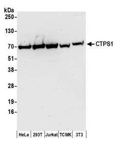 CTPS Antibody - Detection of human and mouse CTPS1 by western blot. Samples: Whole cell lysate (50 µg) from HeLa, HEK293T, Jurkat, mouse TCMK-1, and mouse NIH 3T3 cells prepared using NETN lysis buffer. Antibodies: Affinity purified rabbit anti-CTPS1 antibody used for WB at 0.1 µg/ml. Detection: Chemiluminescence with an exposure time of 30 seconds.