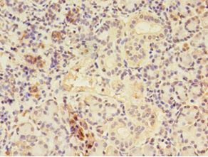 CTPS Antibody - Immunohistochemistry of paraffin-embedded human pancreas tissue using antibody at 1:100 dilution.  This image was taken for the unconjugated form of this product. Other forms have not been tested.