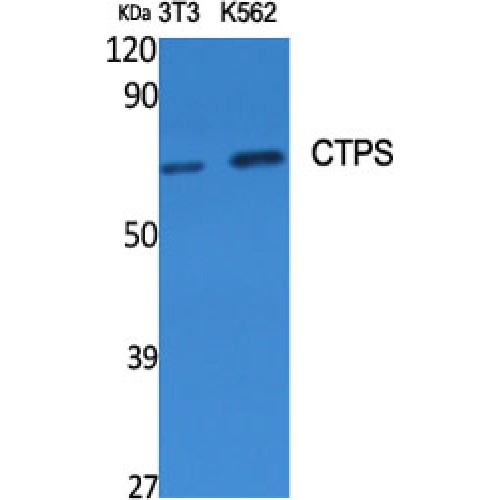 CTPS Antibody - Western blot of CTPS antibody