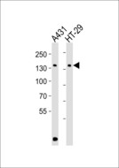 CTR9 Antibody - Western blot of lysates from A431, HT-29 cell line (from left to right) with Mouse Ctr9 Antibody. Antibody was diluted at 1:1000 at each lane. A goat anti-rabbit IgG H&L (HRP) at 1:10000 dilution was used as the secondary antibody. Lysates at 35 ug per lane.