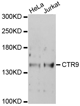 CTR9 Antibody - Western blot analysis of extracts of various cells.