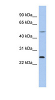 CTRB1 / Chymotrypsinogen B1 Antibody - CTRB1 antibody Western blot of THP-1 cell lysate. This image was taken for the unconjugated form of this product. Other forms have not been tested.