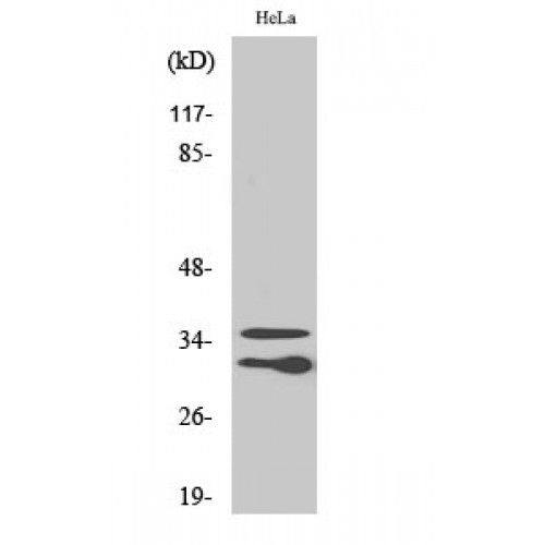 CTRP10 / C1QL2 Antibody - Western blot of C1qL2 antibody