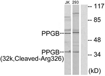 CTSA / Cathepsin A Antibody - Western blot of extracts from 293/Jurkat cells, treated with etoposide 25 uM 1h, using PPGB (32k, Cleaved-Arg326) Antibody. The lane on the right is treated with the synthesized peptide.