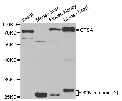 CTSA / Cathepsin A Antibody - Western blot analysis of extracts of various cell lines, using CTSA antibody.