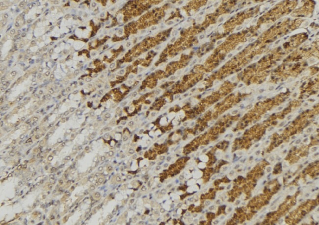 CTSA / Cathepsin A Antibody - 1:100 staining human gastric tissue by IHC-P. The sample was formaldehyde fixed and a heat mediated antigen retrieval step in citrate buffer was performed. The sample was then blocked and incubated with the antibody for 1.5 hours at 22°C. An HRP conjugated goat anti-rabbit antibody was used as the secondary.