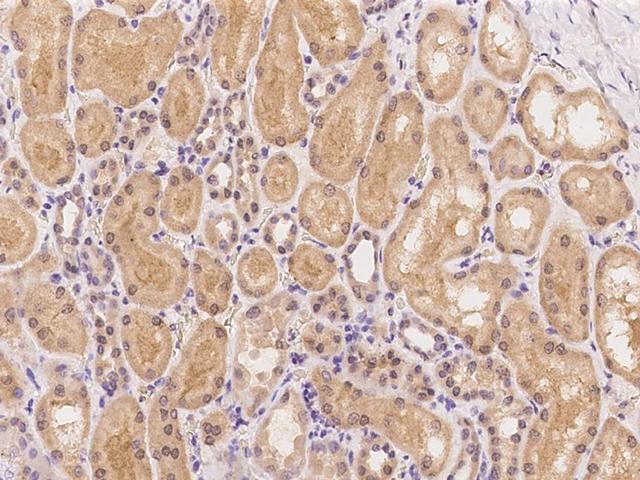 CTSA / Cathepsin A Antibody - Immunochemical staining of human CTSA in human kidney with rabbit polyclonal antibody at 1:100 dilution, formalin-fixed paraffin embedded sections.